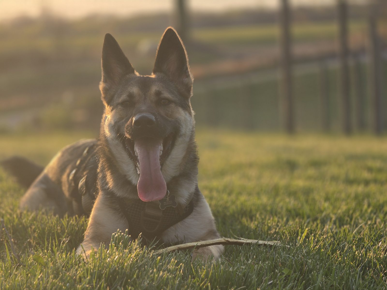 Ella at golden hour