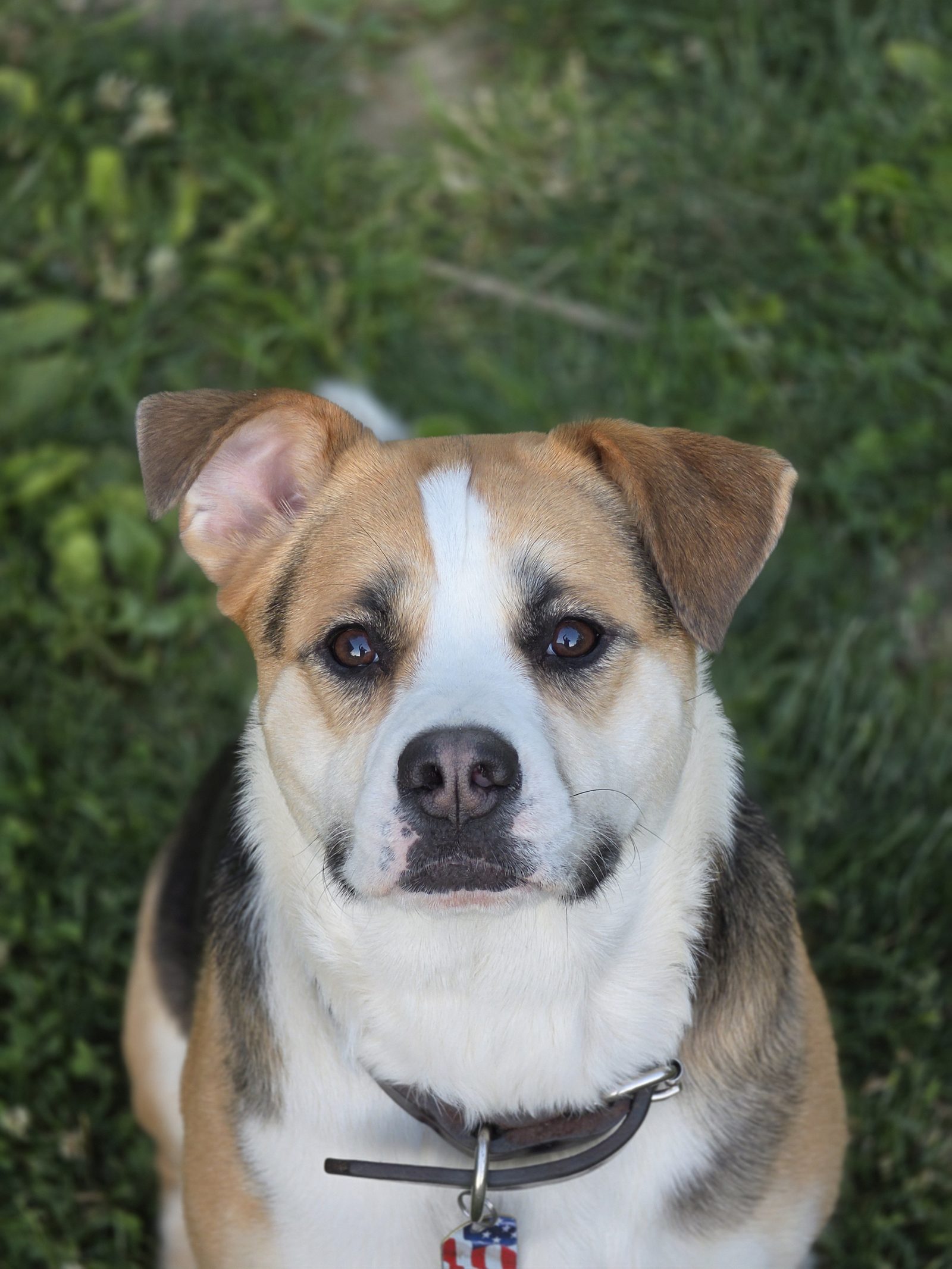 Lily posing in the grass