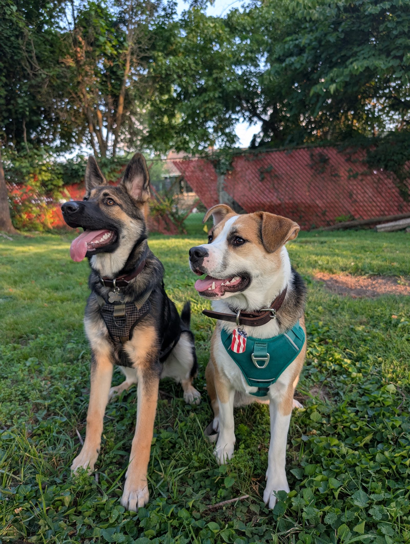 Ella and Lily in the backyard